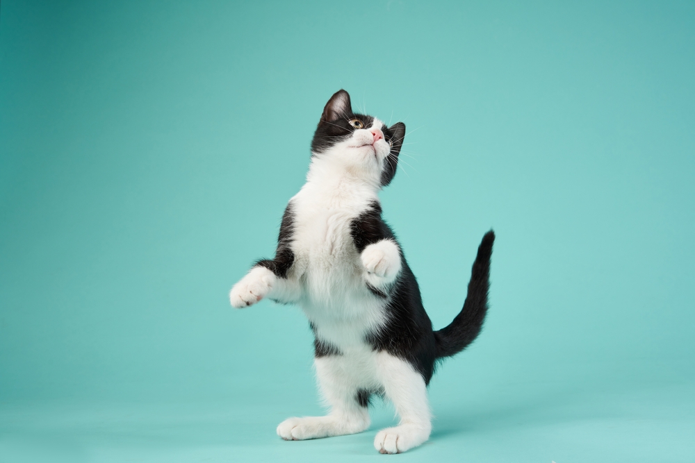 shutterstock