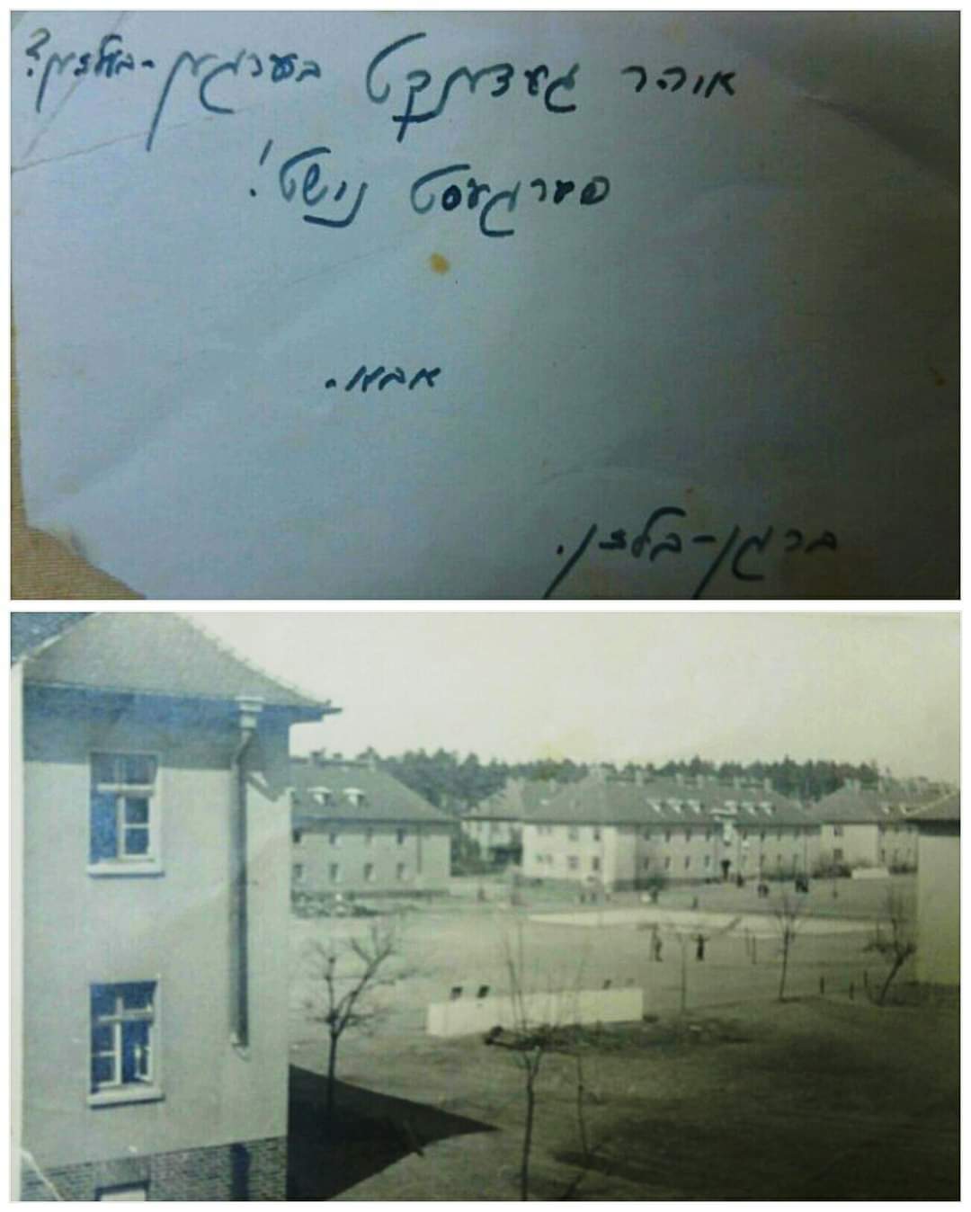 דסי זייבלד