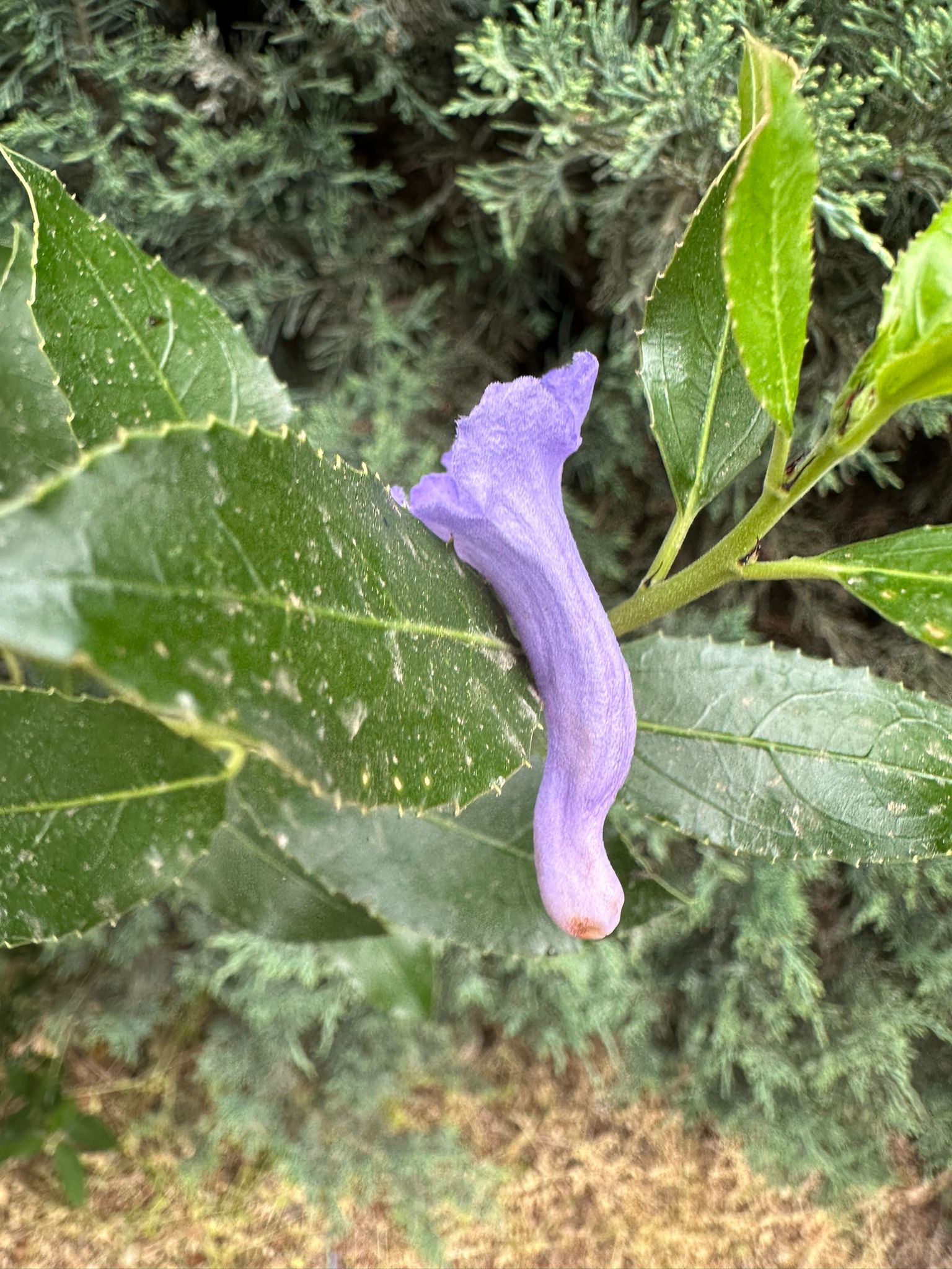 דפנה שן