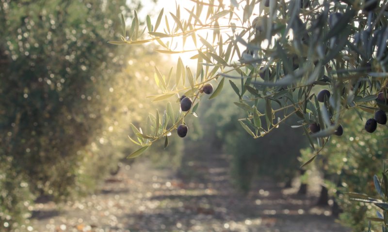 ברכת האילנות, החטופים והקטופים | סיון רהב-מאיר