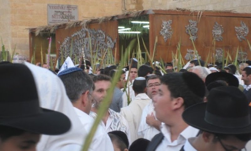 סוכה /אביגיל וענונו