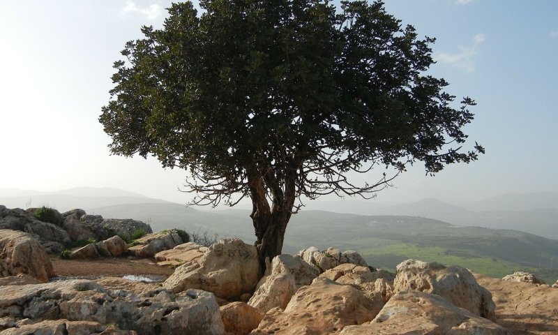 אם את רוצה &ndash; את יכולה!/ מירי שניאורסון