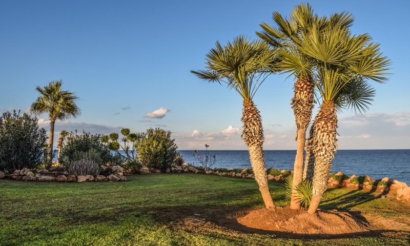 הדברים שלא ידעתם על התמר / יהודית שולם