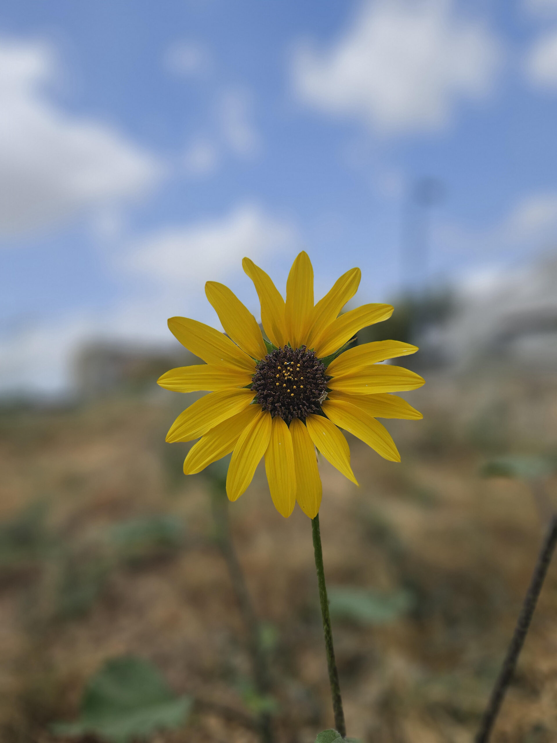 הניה לרמן