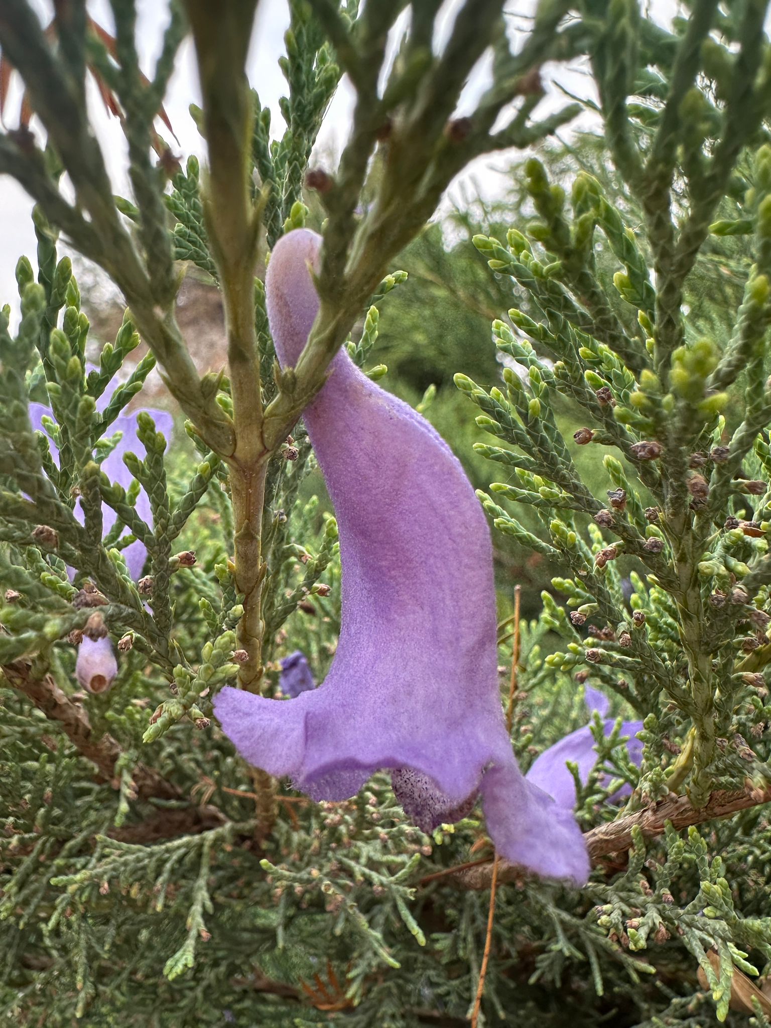 דפנה שן